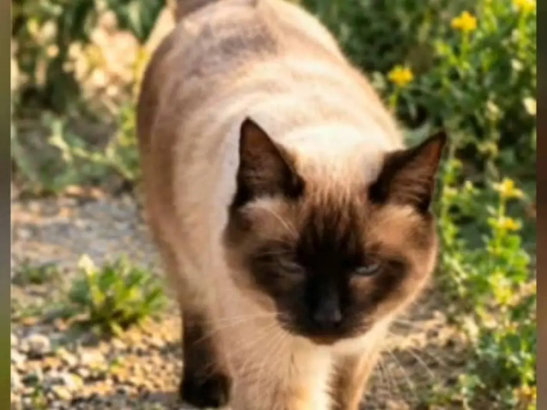 Adotta un gatto, maschio, 2 anni e 5 mesi, Chieti