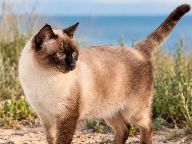 Adotta un gatto, taglia non valida, maschio, Chieti