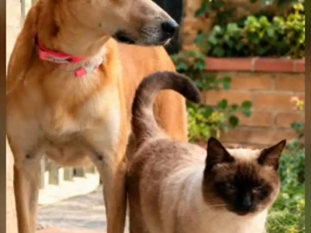Adotta il gatto Sam a Chieti