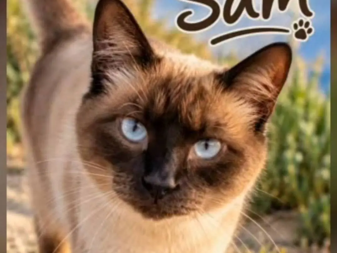 Adozione gatto, maschio, Siamese Razza sconosciuta, 2 anni e 5 mesi, taglia non valida, Chieti