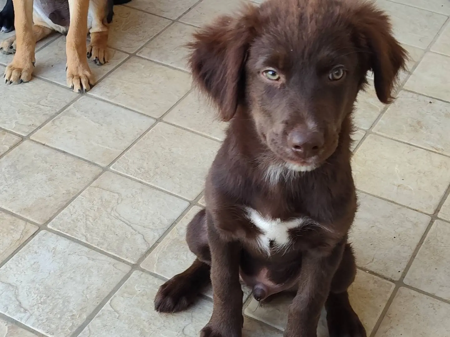 Adotta un cane, maschio, 3 mesi, Latina