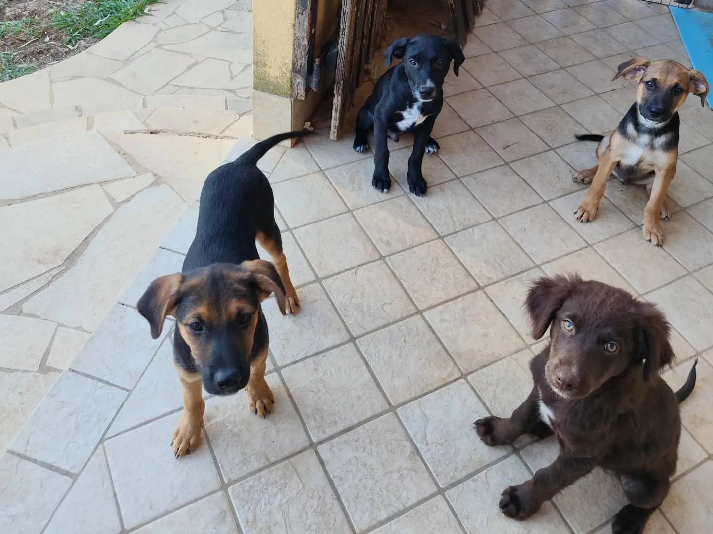 Adotta un cane, taglia media contenuta, maschio, Latina