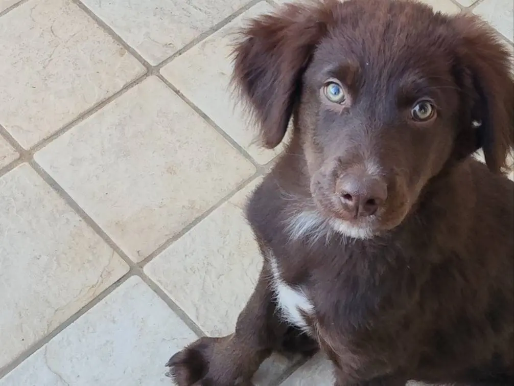 Adozione cane, maschio, Razza sconosciuta Razza sconosciuta, 3 mesi, taglia media contenuta, Latina