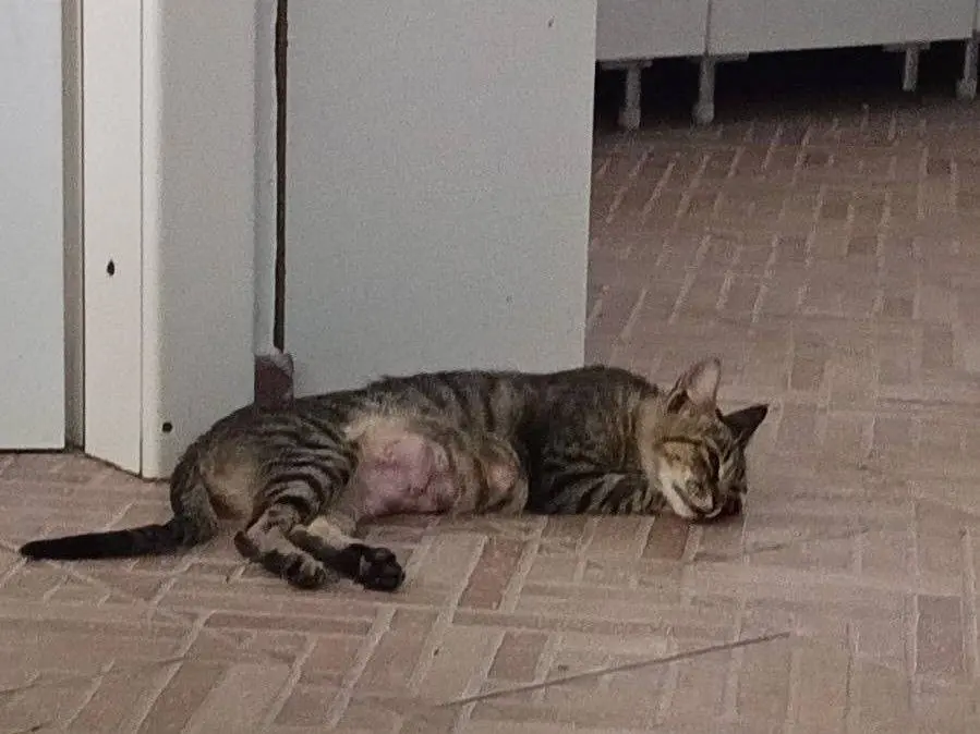 Adozione gatto, femmina, Razza sconosciuta Razza sconosciuta, 2 anni e 3 mesi, taglia non valida, Sud