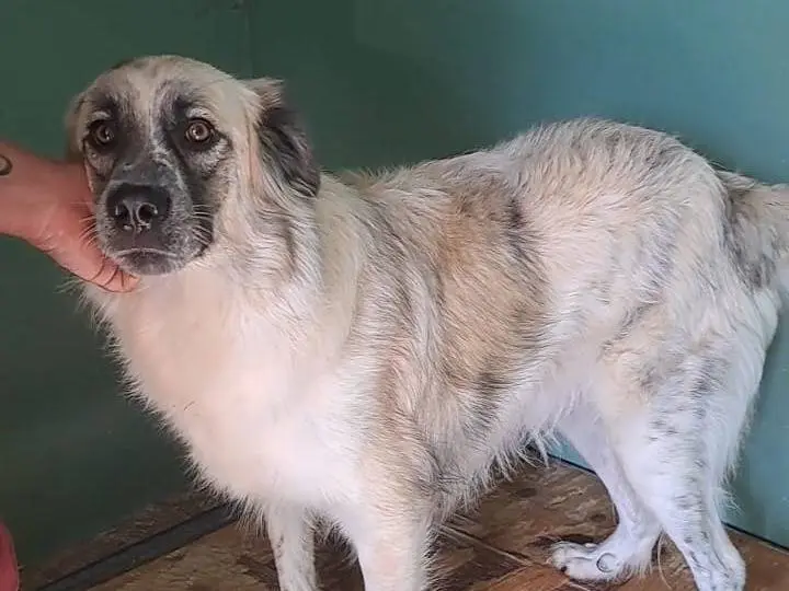 Adotta un cane, maschio, 4 anni, Benevento