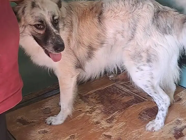 Adozione cane, maschio, Pastore australiano Pastore Belga Tervuren, 4 anni, taglia media, Benevento