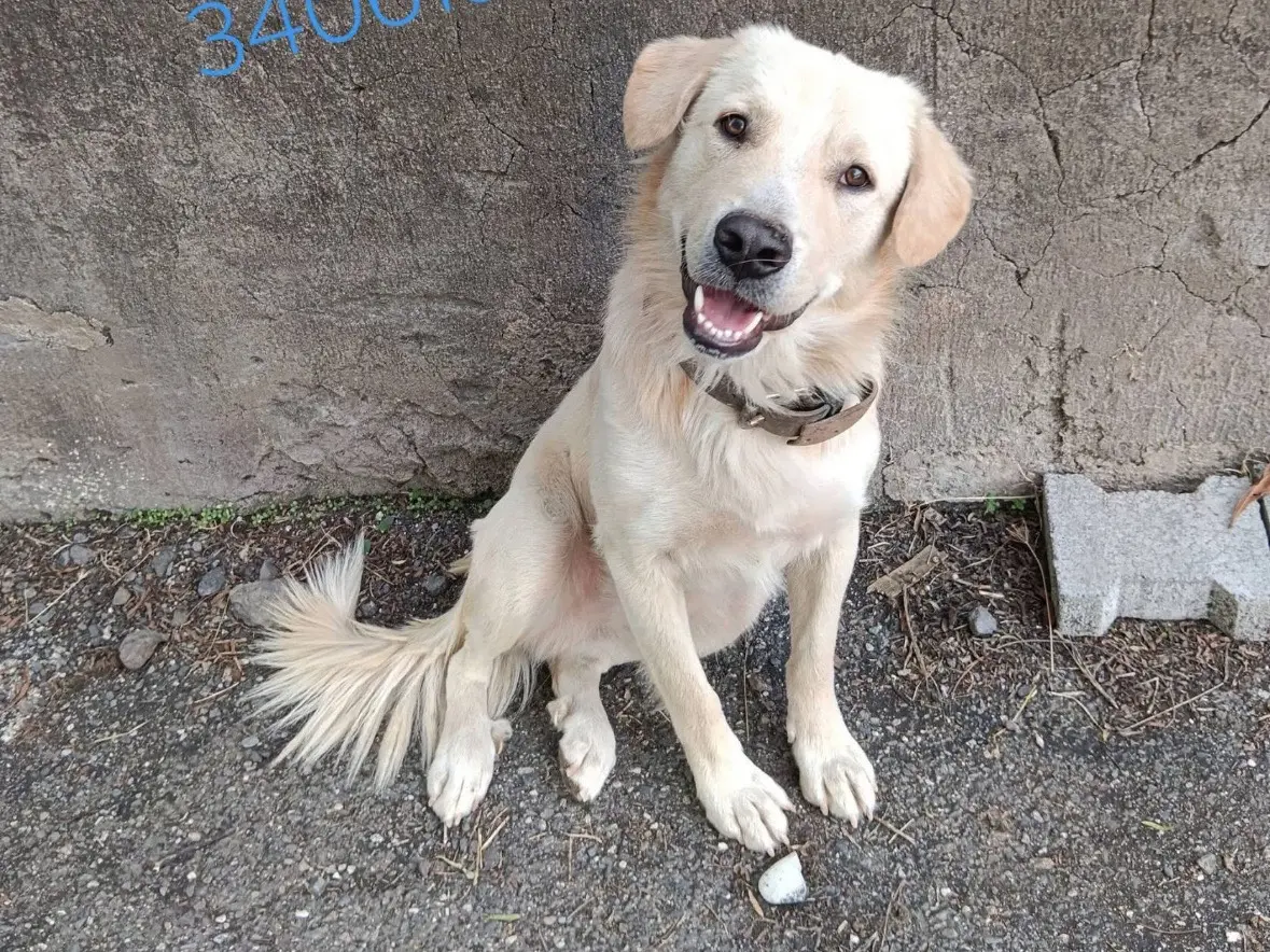 Adozione cane, maschio, Golden Retriever Razza sconosciuta, 1 anno e 3 mesi, taglia media, Catania