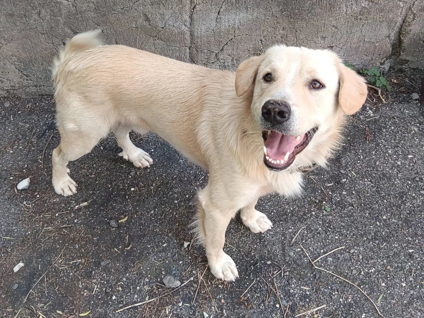 Adotta un cane, maschio, 1 anno e 3 mesi, Catania