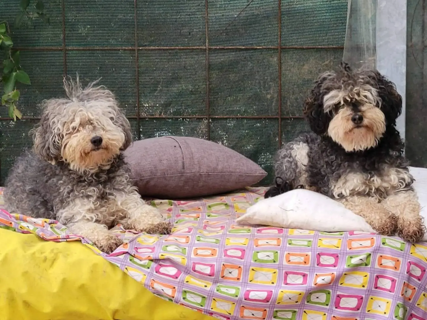 Vuoi adottare un cane a Firenze?