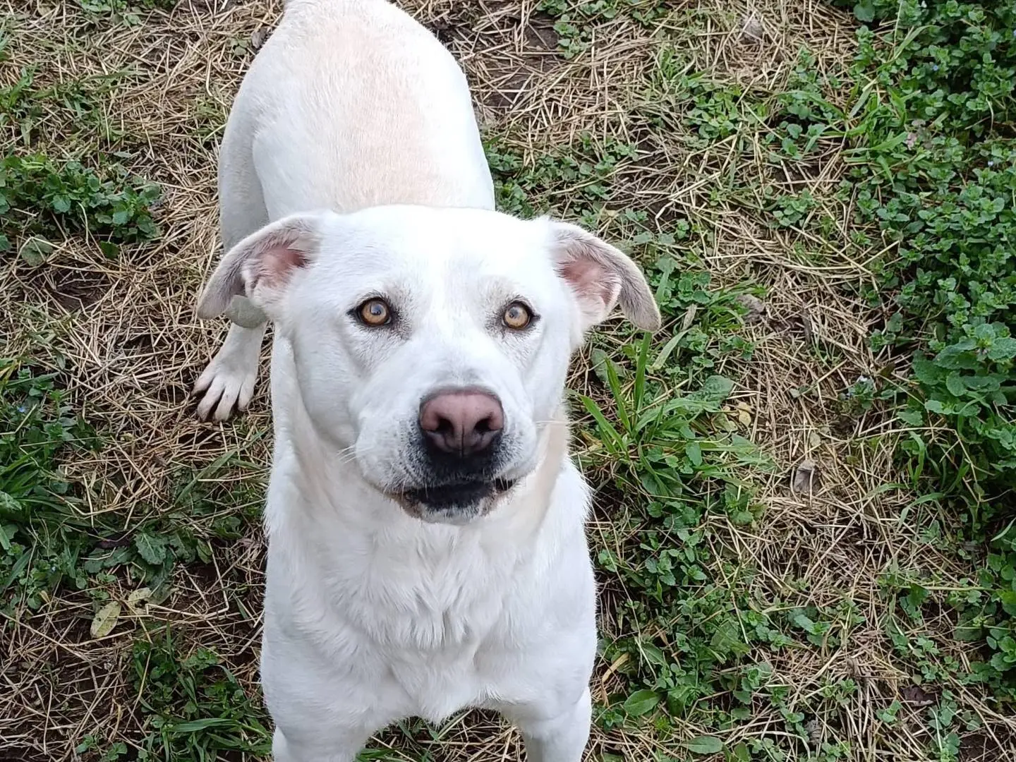 Adozione cane, femmina, Razza sconosciuta Razza sconosciuta, 5 anni e 8 mesi, taglia grande, Latina