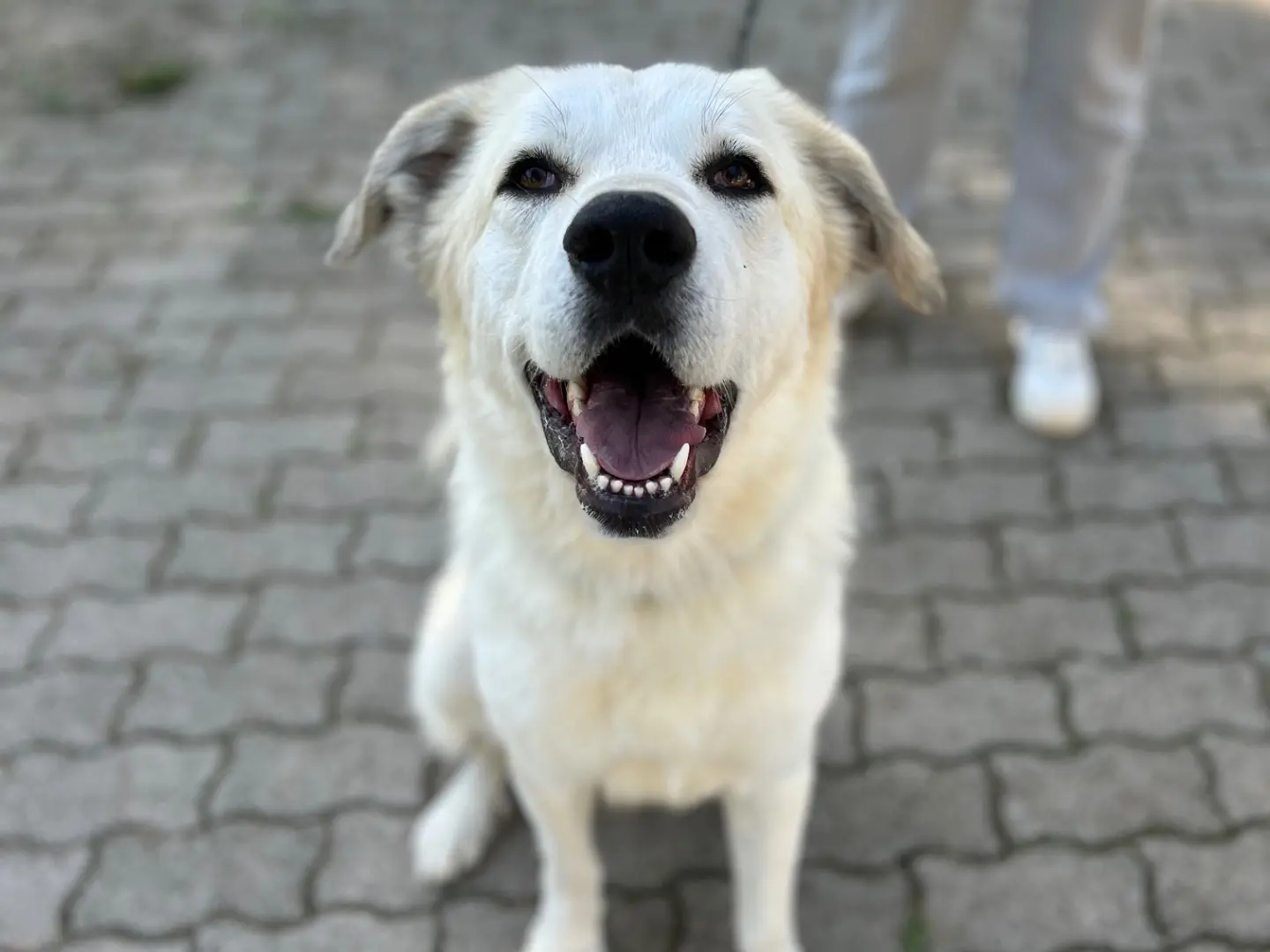Adotta un cane, maschio, 4 anni e 2 mesi, Foggia