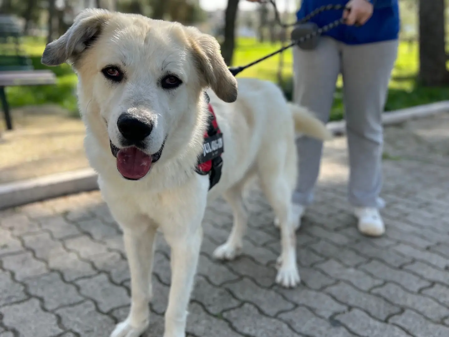 Adozione cane, maschio, Razza sconosciuta Razza sconosciuta, 4 anni e 2 mesi, taglia gigante, Foggia