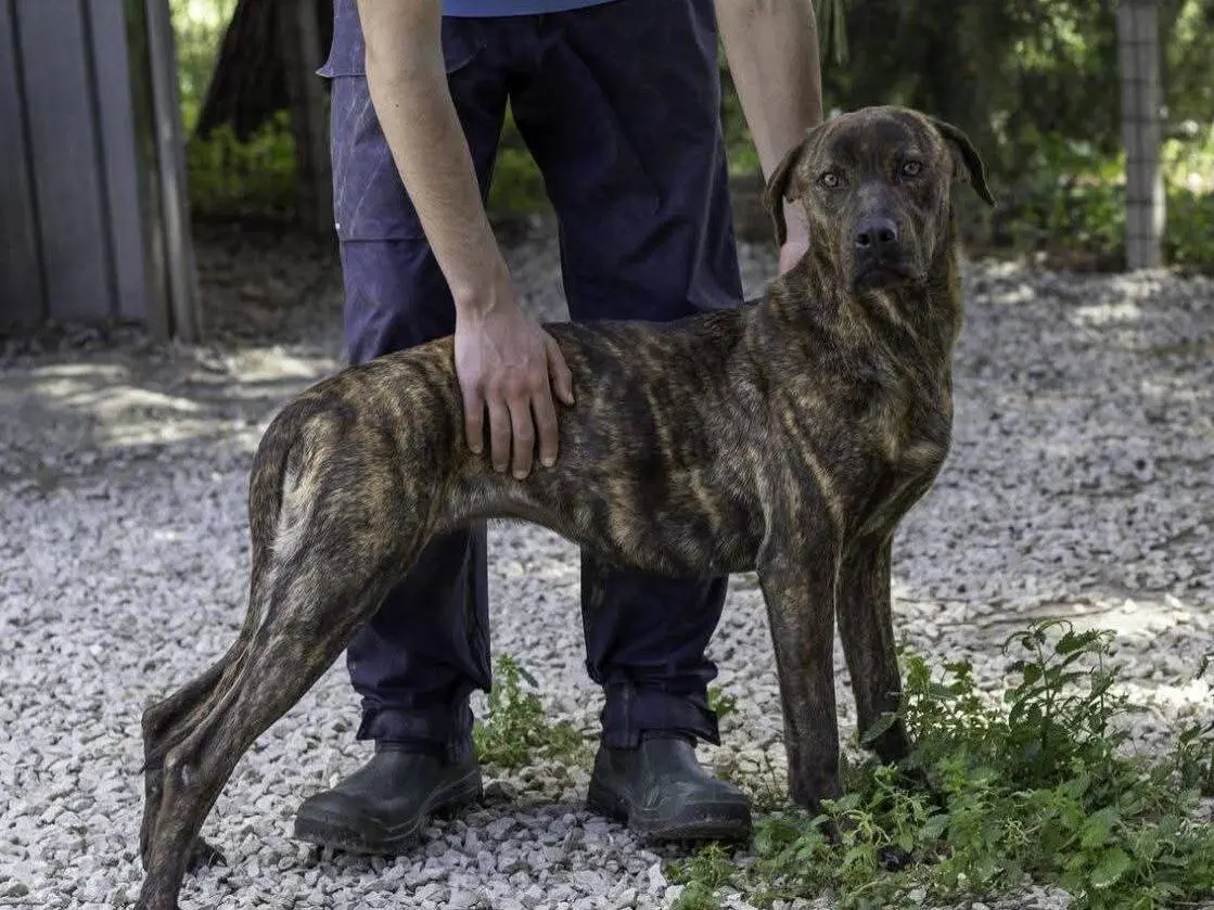 Adotta un cane, femmina, 5 anni e 9 mesi, Ragusa