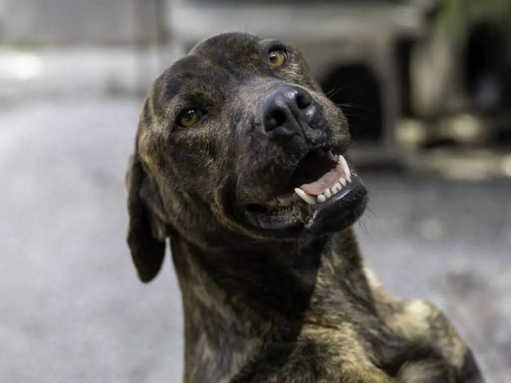Adozione cane, femmina, Corso Razza sconosciuta, 5 anni e 9 mesi, taglia media, Ragusa
