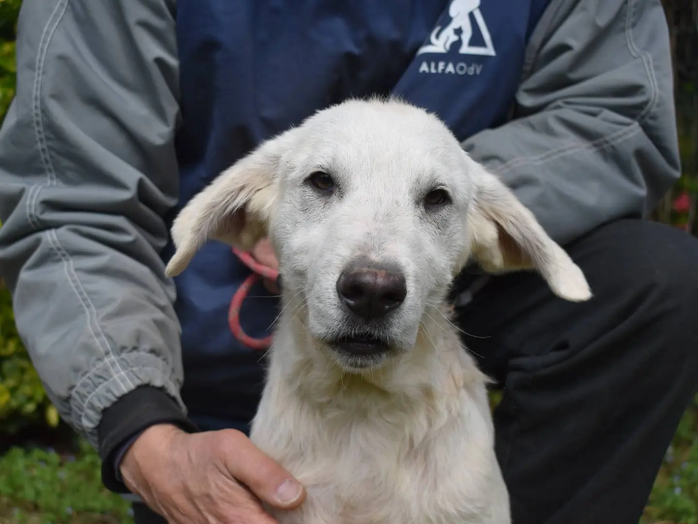 Adotta un cane, maschio, 10 mesi, Roma