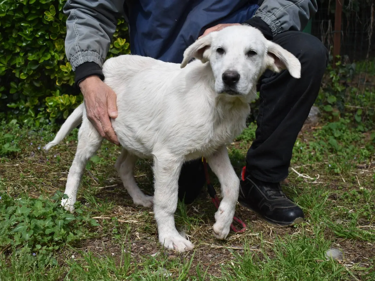 Vuoi adottare un cane a Roma?