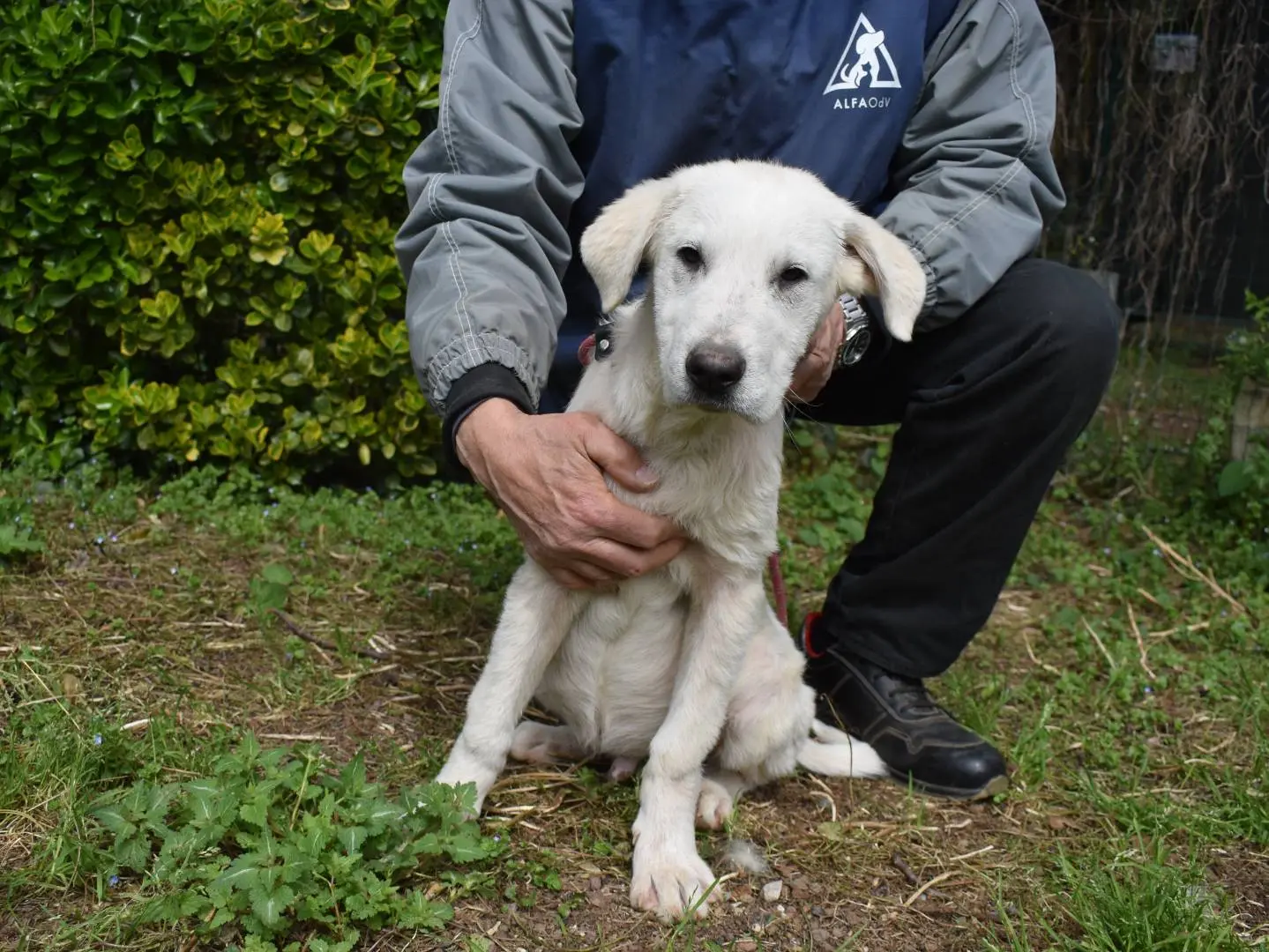 Adotta un cane, taglia grande, maschio, Roma
