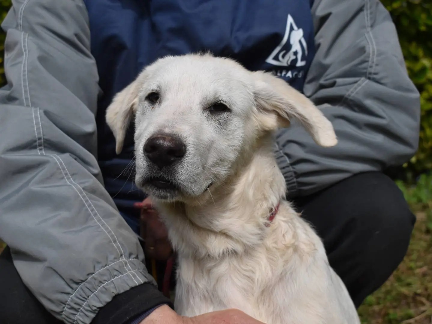 Adozione cane, maschio, Pastore maremmano Razza sconosciuta, 10 mesi, taglia grande, Roma