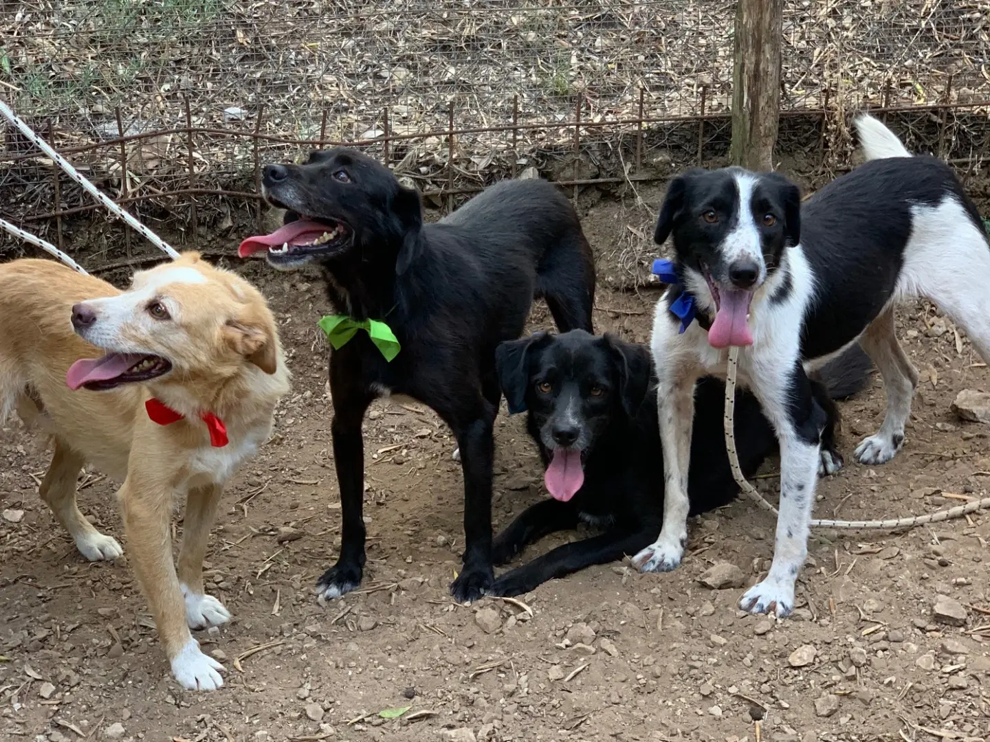 Adotta il cane Julian a Latina