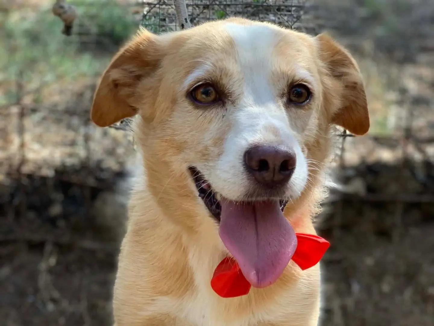 Adozione cane, maschio, Razza sconosciuta Razza sconosciuta, 4 anni e 7 mesi, taglia media contenuta, Latina