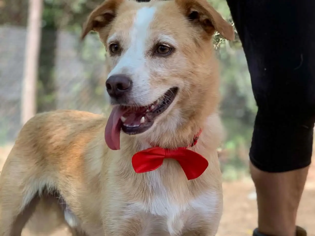 Adotta un cane, maschio, 4 anni e 7 mesi, Latina