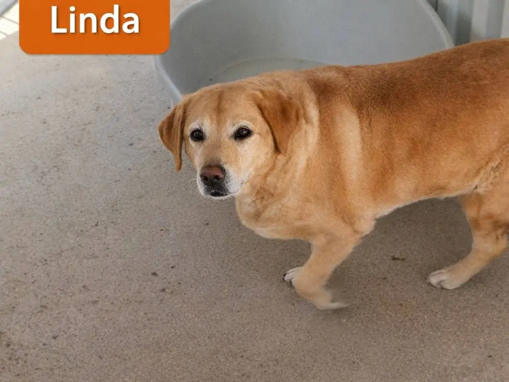 Adotta un cane, taglia grande, femmina, Avellino