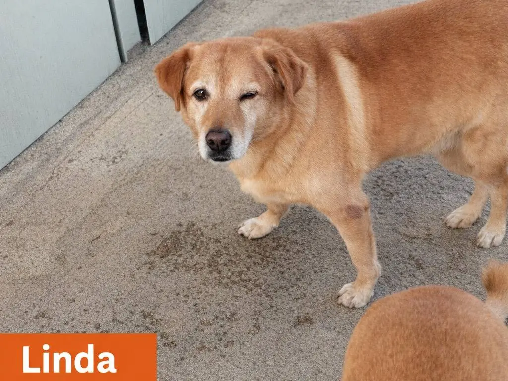 Adotta un cane, femmina, 8 anni e 10 mesi, Avellino