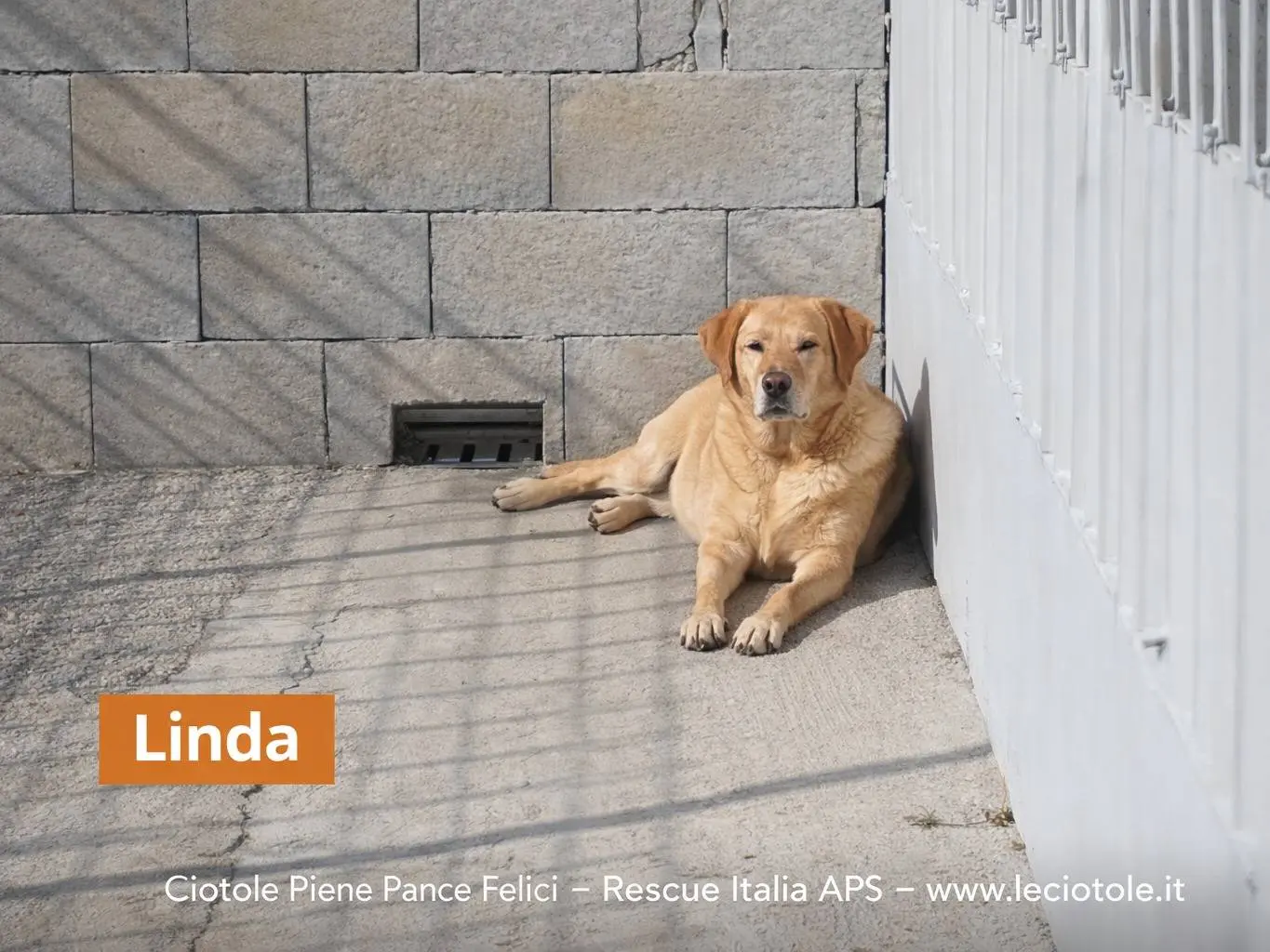 Adozione cane, femmina, Razza sconosciuta Razza sconosciuta, 8 anni e 10 mesi, taglia grande, Avellino