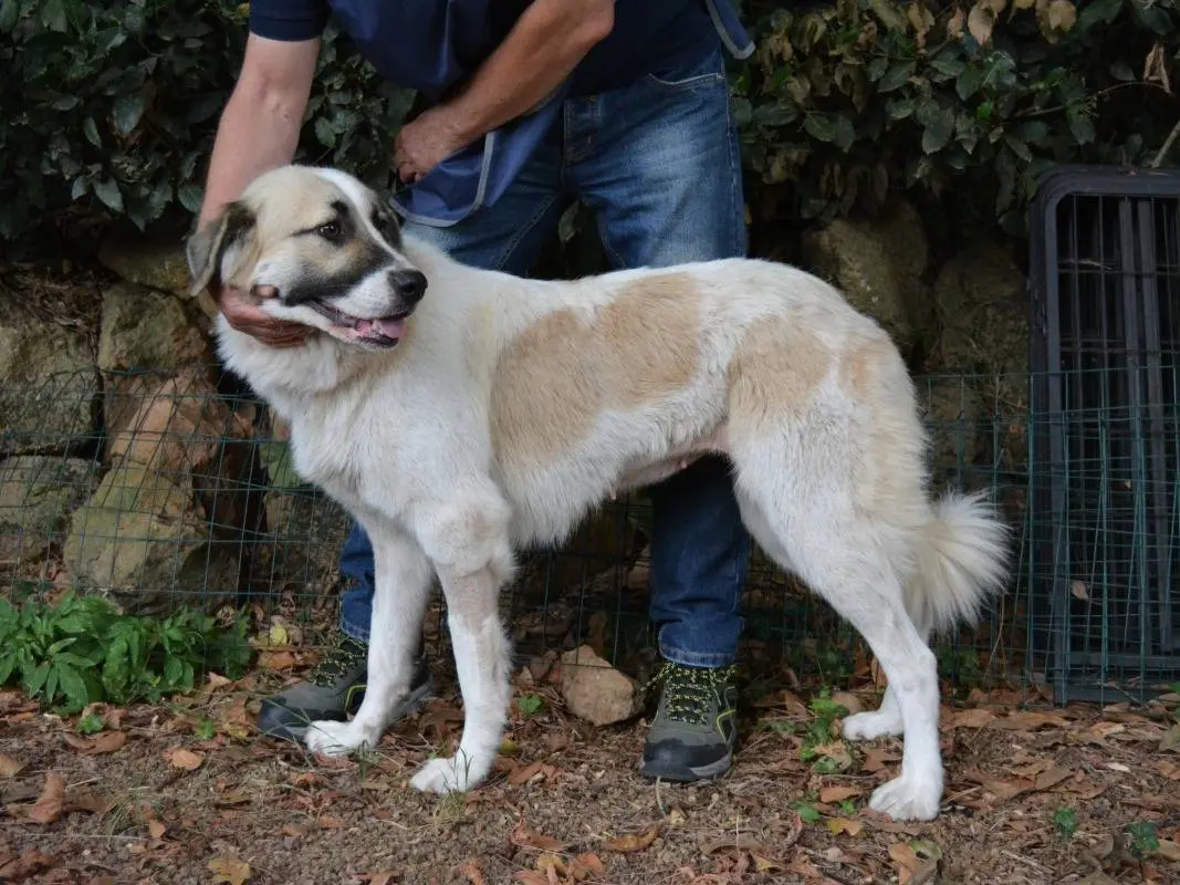Adotta un cane, femmina, 1 anno e 3 mesi, Roma