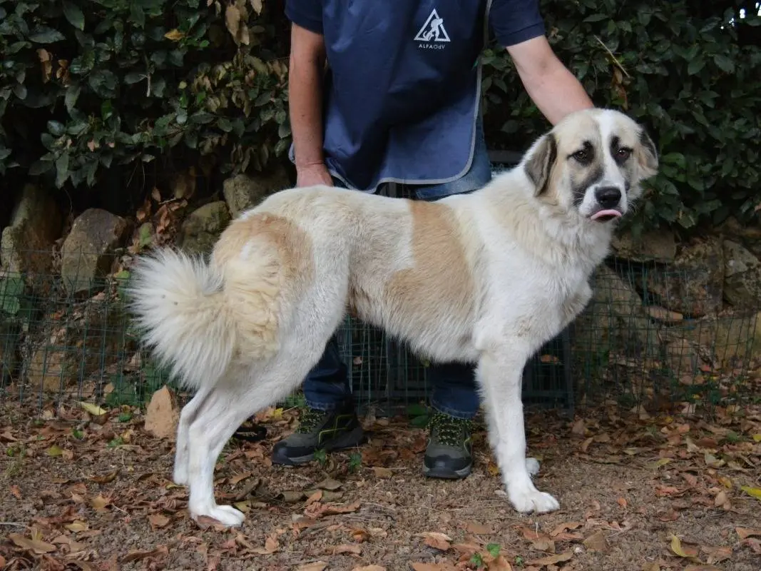Adotta un cane, taglia gigante, femmina, Roma