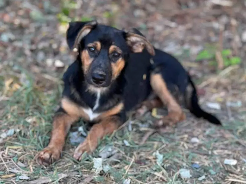 Adozione cane, maschio, Razza sconosciuta Razza sconosciuta, 6 mesi, taglia media contenuta, Caserta