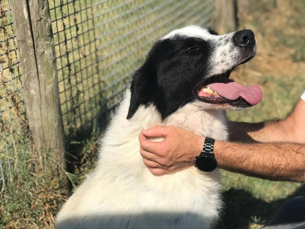 Adotta un cane, taglia media, maschio, Latina