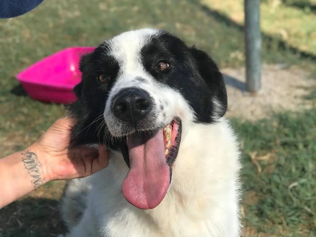 Adozione cane, maschio, Razza sconosciuta Border Collie, 3 anni e 7 mesi, taglia media, Latina