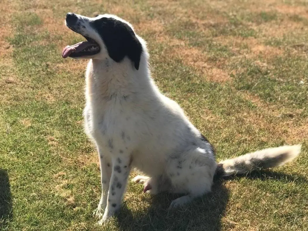 Adotta il cane BUFFALO a Latina