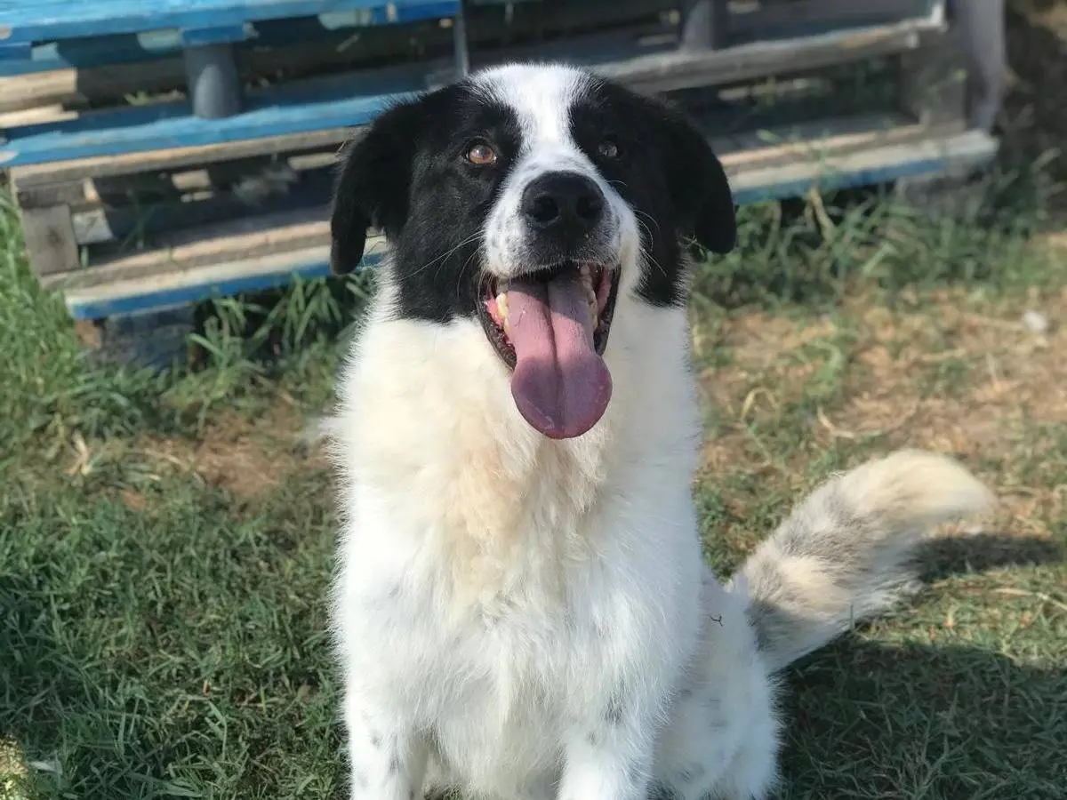 Adotta un cane, maschio, 3 anni e 7 mesi, Latina