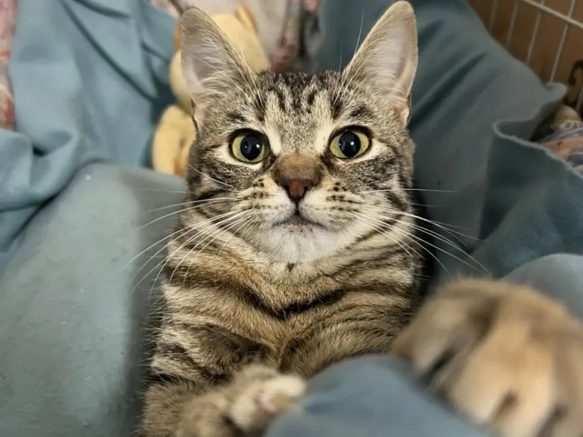 Adotta un gatto, femmina, 3 anni e 3 mesi, Bari