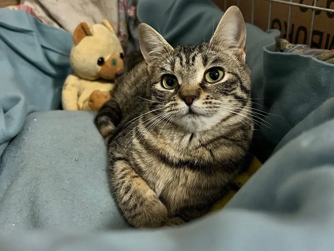Adozione gatto, femmina, Razza sconosciuta Razza sconosciuta, 3 anni e 3 mesi, taglia non valida, Bari