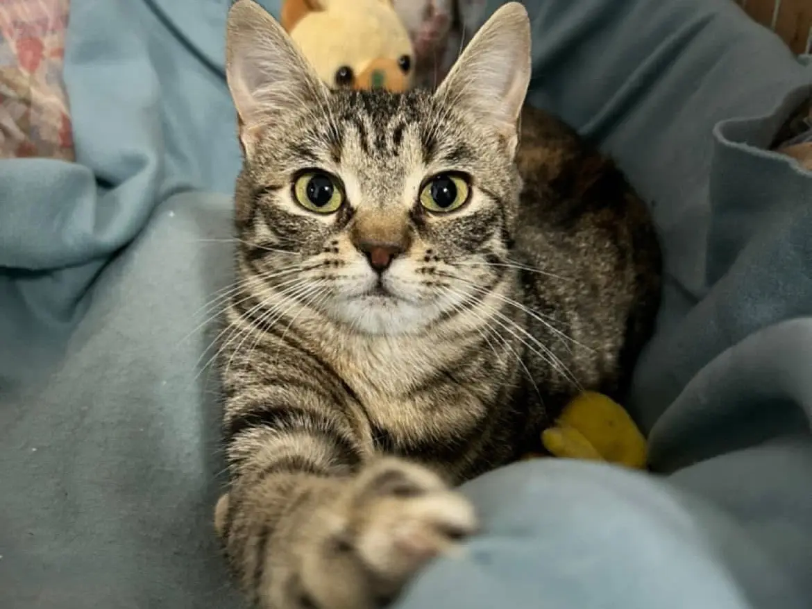 Adotta un gatto, taglia non valida, femmina, Bari