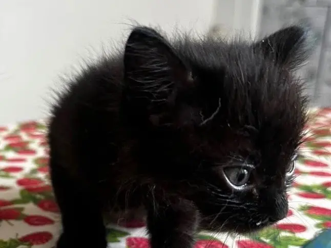 Adozione gatto, femmina, Razza sconosciuta Razza sconosciuta, 2 mesi, taglia non valida, Torino