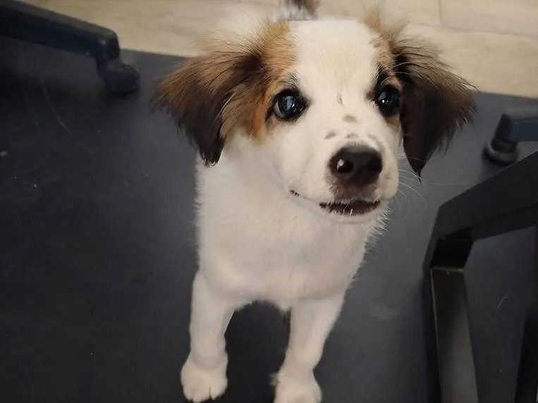 Adozione cane, maschio, Razza sconosciuta Razza sconosciuta, 5 mesi, taglia media, Crotone