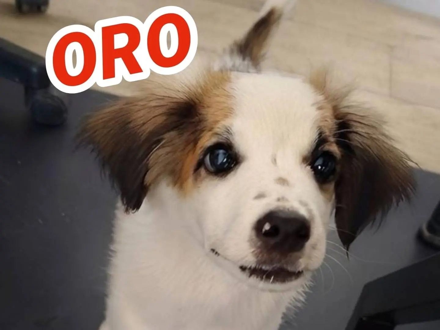 Adotta il cane Oro a Crotone