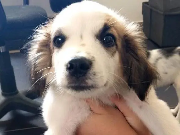 Adotta un cane, maschio, 5 mesi, Crotone