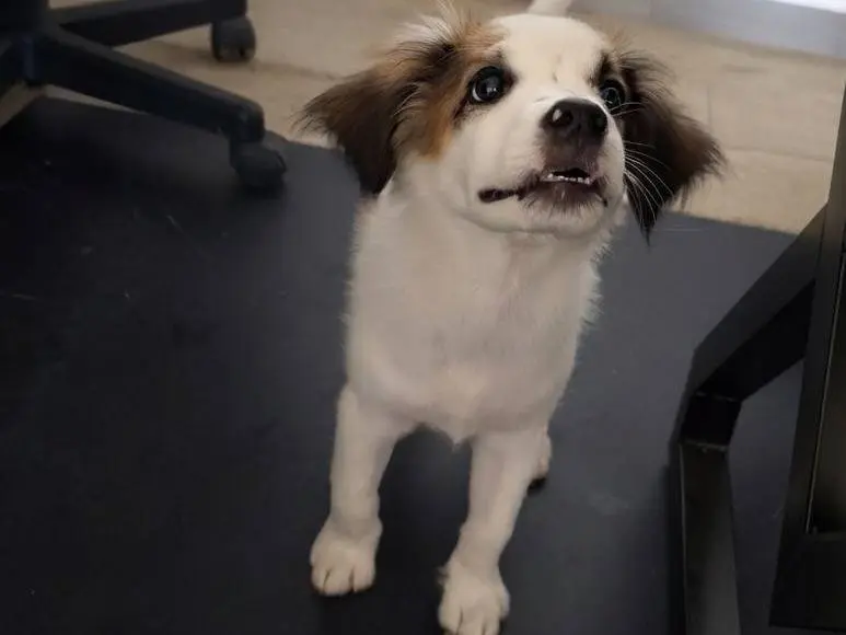 Vuoi adottare un cane a Crotone?