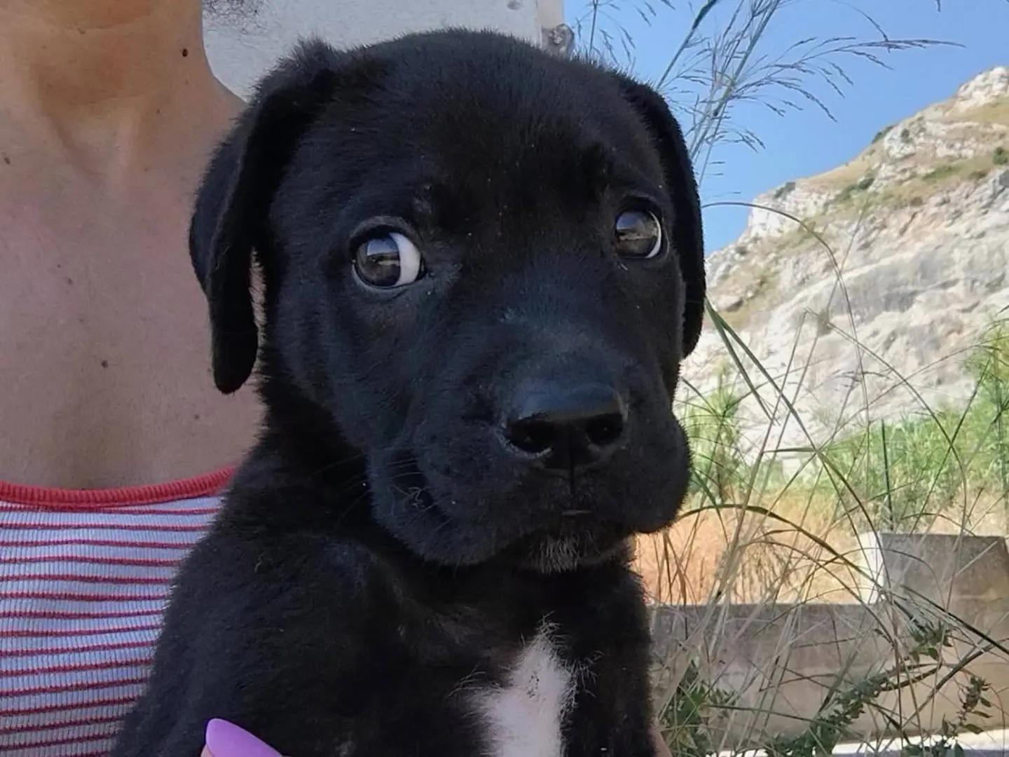 Adozione cane, maschio, Razza sconosciuta Razza sconosciuta, 5 mesi, taglia media, Trapani