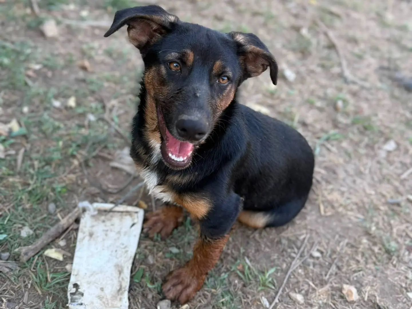 Adozione cane, maschio, Razza sconosciuta Razza sconosciuta, 7 mesi, taglia media contenuta, Caserta