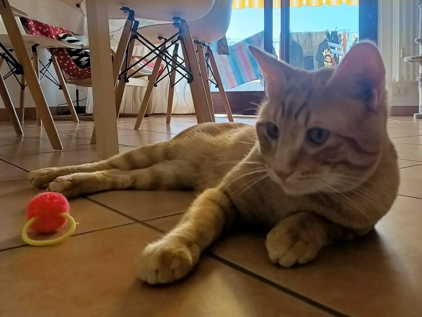 Adotta un gatto, maschio, 4 anni e 8 mesi, Teramo