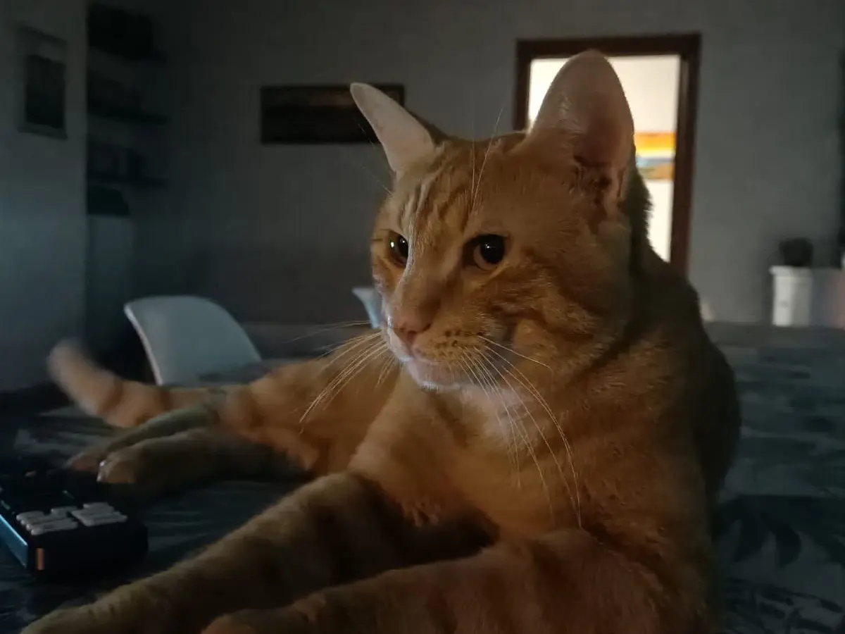 Adotta il gatto Rum  a Teramo
