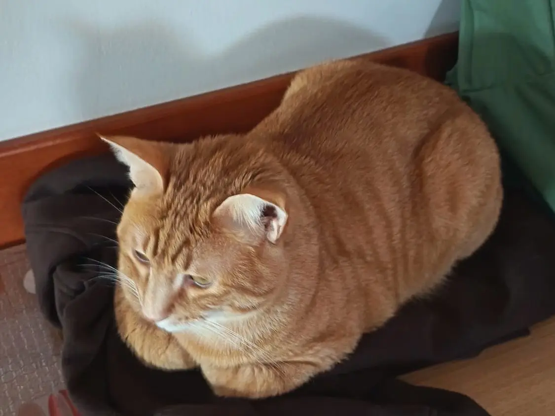 Vuoi adottare un gatto a Teramo?