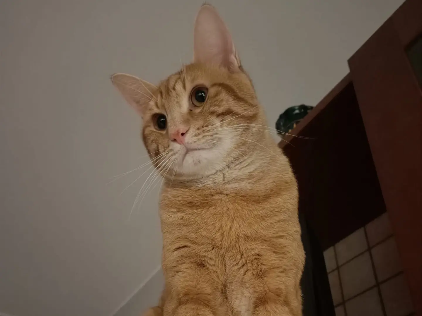 Adotta un gatto, taglia non valida, maschio, Teramo