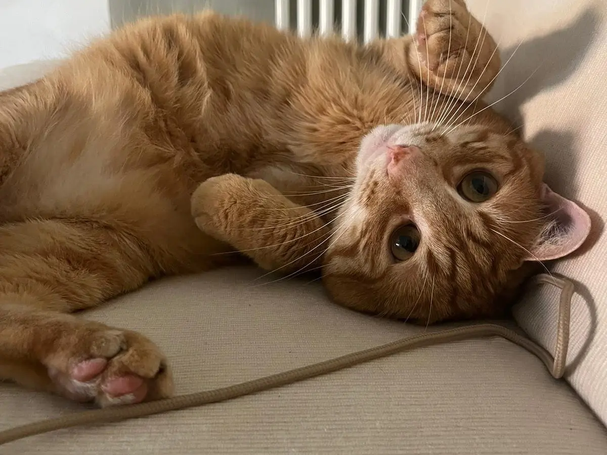 Adozione gatto, maschio, Razza sconosciuta Razza sconosciuta, 4 anni e 8 mesi, taglia non valida, Teramo
